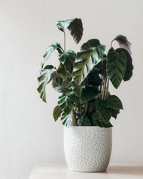 Terracotta Planter