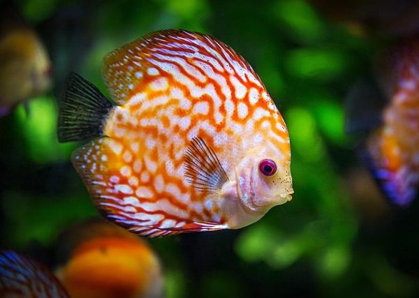 Aquarium Starter Kit