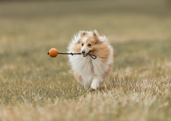 Chew-Proof Rope Toy