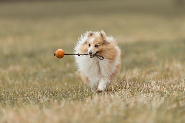 Chew-Proof Rope Toy