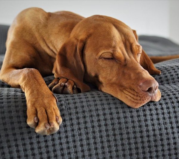 Cosy Donut Bed