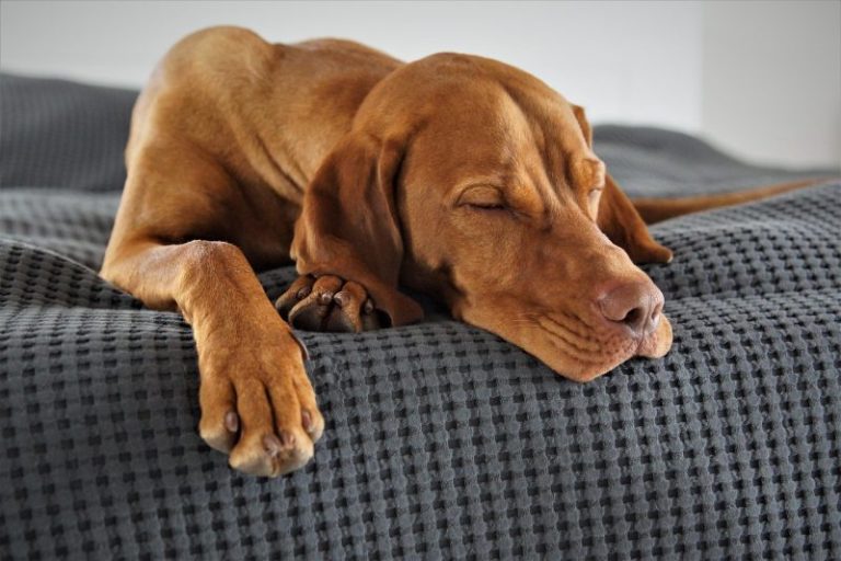 Cosy Donut Bed