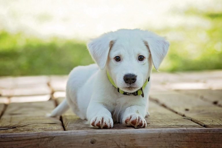 Pawsome slide 3