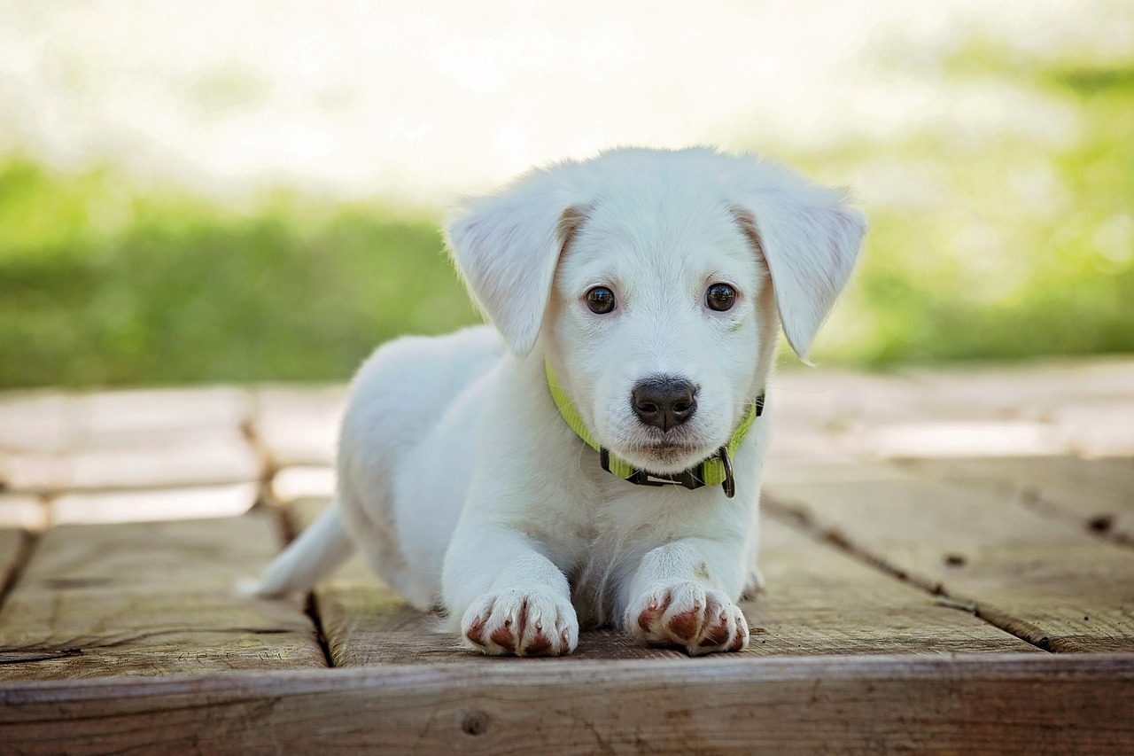 Pawsome slide 3