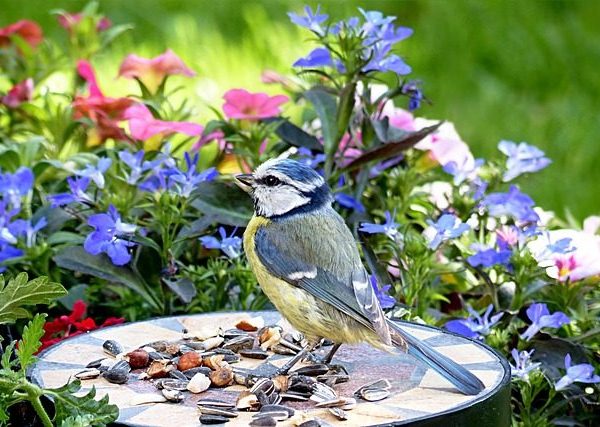Seed Mix for Finches